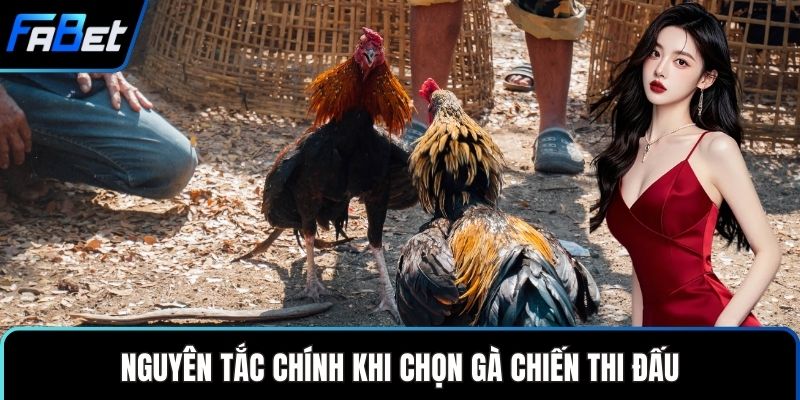 Đá Gà Thomo Sân Chơi Cá Cược Truyền Thống Hiện Đại 2 Nguyên tắc chính khi chọn gà chiến thi đấu